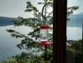 HummingBirdsatBreakfast