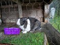 Rabbit-in-cage