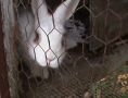 wildlife-Family-rabbit