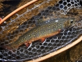 brook-trout-in-net-grants-kennebago-camps-rangeley-maine