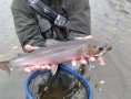 brook-trout