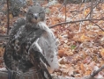 Goss Hawk