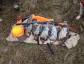 fall-grouse