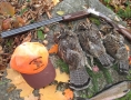 grants-camps-grouse-rifle