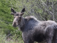 grants-camps-kennebago-lake-budding-bull