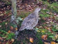 grants-camps-kennebago-lake-grouse