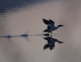 grants-camps-kennebago-lake-loon-taking-flight