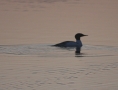 grants-camps-kennebago-lake-loon