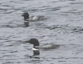 grants-camps-kennebago-lake-loons