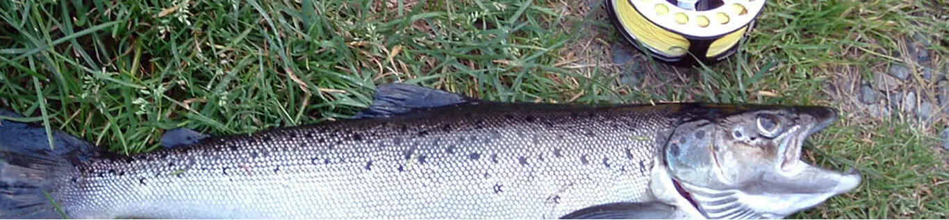 Native Brook Trout & Landlocked Salmon Fly Fishing Rangeley Maine