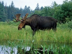 Moose-in-kennebago-lake